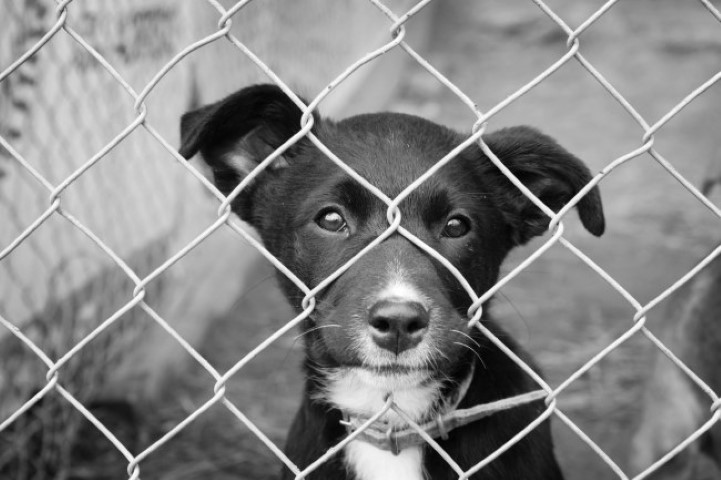 Câmara promove audiência sobre animais errantes, abandono e políticas públicas de castração