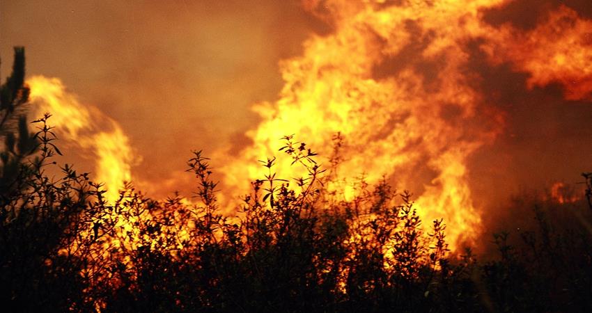 Vereadores sugerem criação de brigada municipal para combate a incêndios em florestas